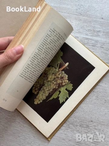 Определител на сортовете лози Атанас Дончев , снимка 6 - Художествена литература - 50952075