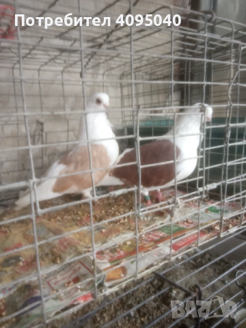 Продавам гълъби