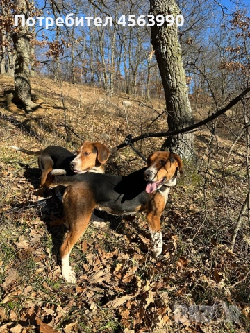 Mijko tricvetno gonce na 5 i polovin mesec, снимка 2 - Гонче - 52939918