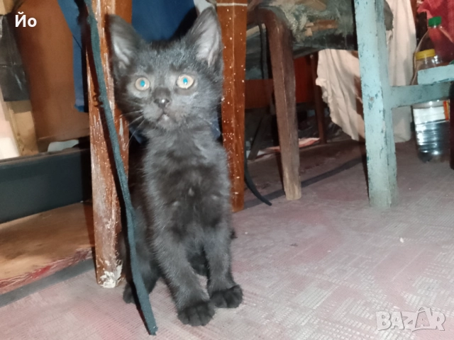 Мъжки котенца търсят своя постоянен дом, снимка 11 - Други - 51947420