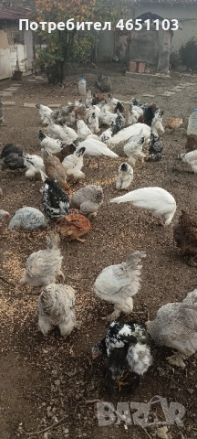 Продавам Брами, снимка 8 - други­ - 52420139