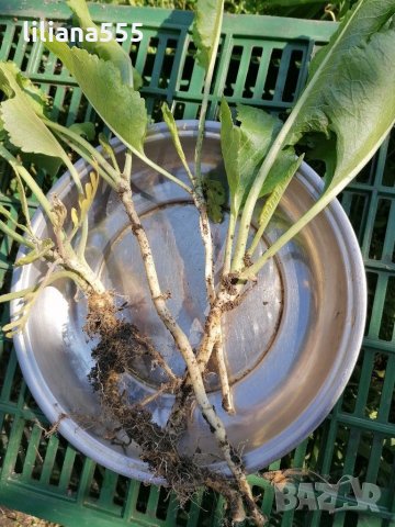 хрян - жива домашна аптека, снимка 2 - Градински цветя и растения - 29010209