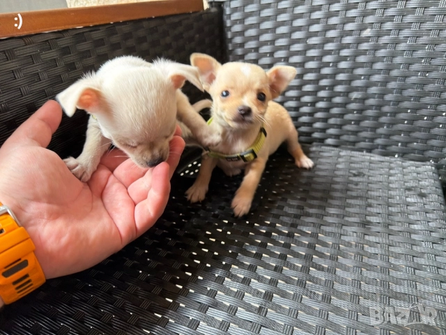 Чихупинчер  Актулано от 8.12.2025, снимка 4 - Пинчер - 52501883