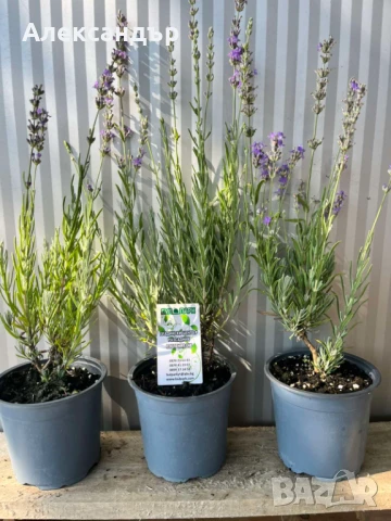Лавандула на промо цена , снимка 2 - Градински цветя и растения - 51258476