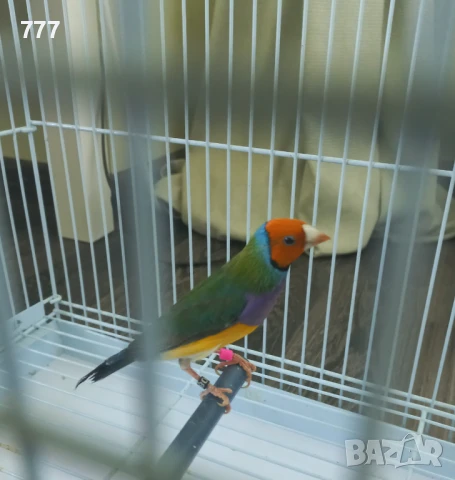 Гулдови амадини, снимка 4 - Амадини - 46601486