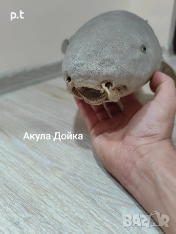 Препарирани акули, снимка 4 - Колекции - 51553146