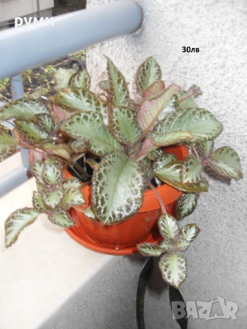 еписция червена , снимка 5 - Стайни растения - 51155474