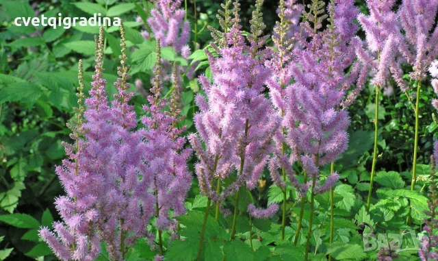 Astilbe chinensis Pumila(Астилбе китайско Пумила)
