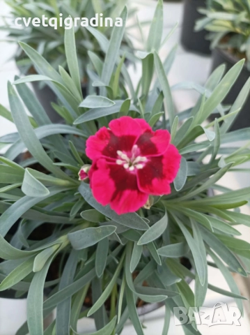 Цикламен карамфил с тъмно око