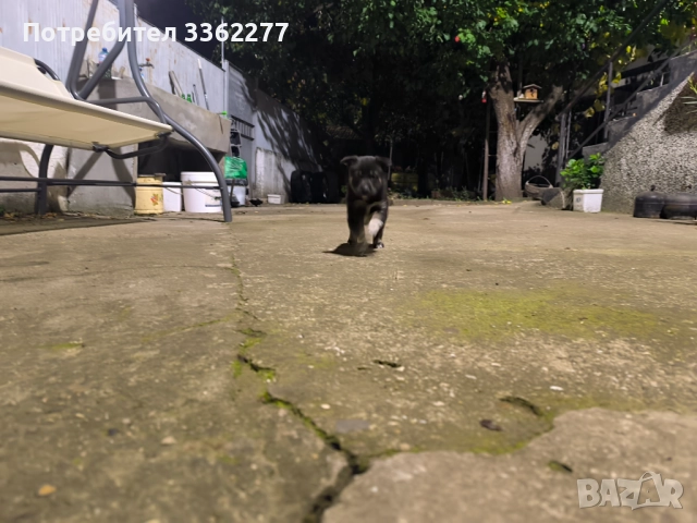 Кученца, снимка 7 - Други - 52153328