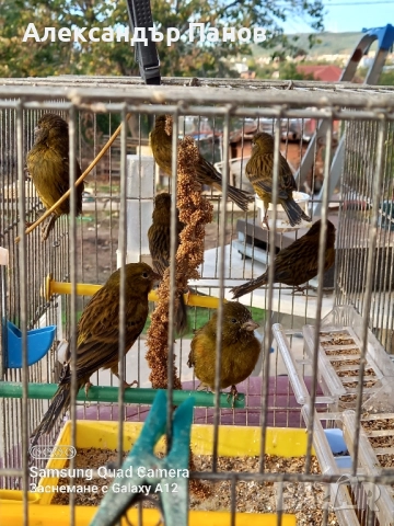 Канарчета, снимка 2 - Канари - 52434628