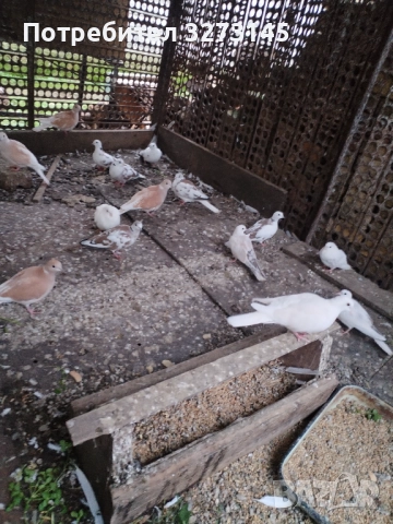 Свободни корели, розели, амадинки, диамантени гугутки и Скумрйки! , снимка 2 - Папагали - 52871472