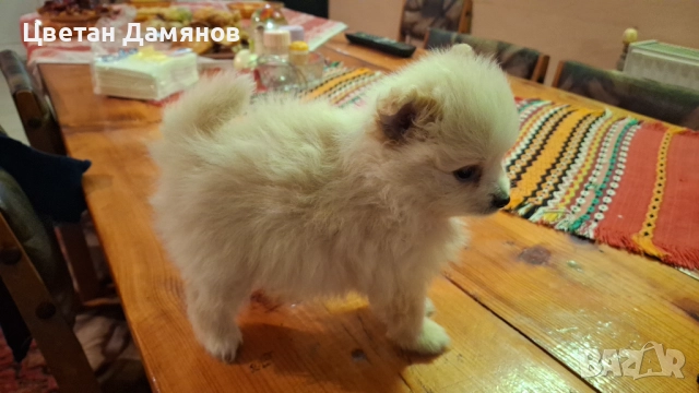 Померани, снимка 2 - Померан - 52903057