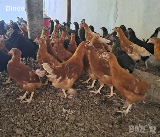 Кокошки ,Ярки Ломан Браун 