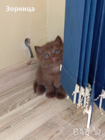 БРИТАНСКО КОТЕ, снимка 7 - Британска късокосместа - 53468415