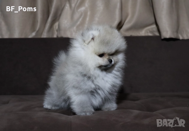 Страхотно момченце померан с родословие FCI, снимка 7 - Померан - 52918943