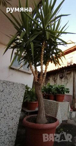 15г палма Юка височина 2. 80 м, снимка 3 - Градински цветя и растения - 38399716