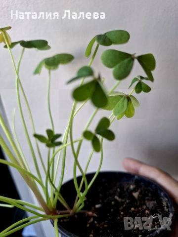 Оксалис, Oxalis Double trouble, снимка 3 - Стайни растения - 53139301