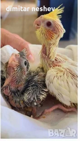 Ръчно хранени Корели , снимка 1