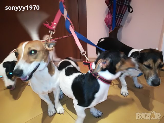 джак ръсел-женско куче на 5 месеца-кукла 0707220925, снимка 2 - Джак ръсел териер - 37313283