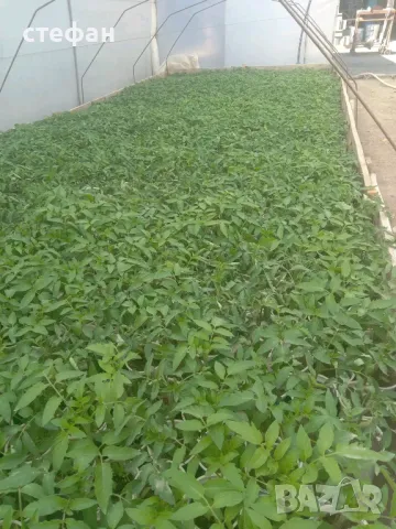 Разсад домати краставици пипер тиквички , снимка 2 - Разсади - 50259704