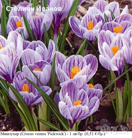 СОРТОВИ МИНЗУХАРИ – ЛУКОВИЦИ, снимка 11 - Сортови семена и луковици - 52372805