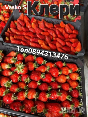 Здрови и качествени разсади 2025г, снимка 7 - Разсади - 52444842