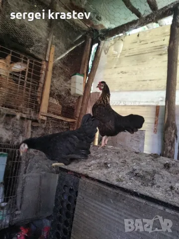 млади домашни петли , снимка 11 - други­ - 47610041