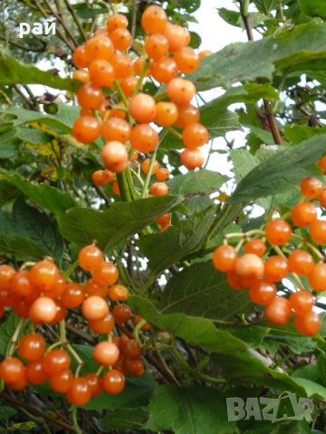 Жълта калина(viburnum opulus xanthocarpum), снимка 3 - Градински цветя и растения - 27729654