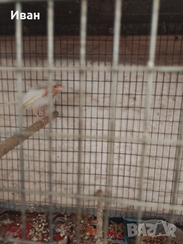 Женско канарче