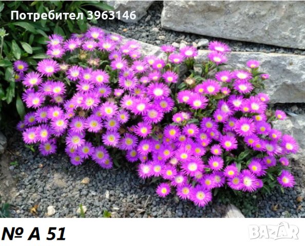 Многогодишни Градински Цветя, снимка 8 - Градински цветя и растения - 43971334