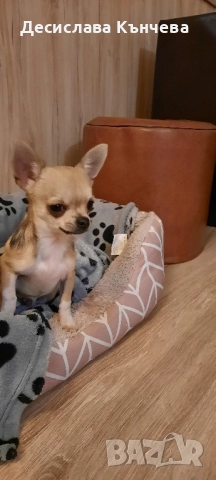 Мини чихуахуа момче