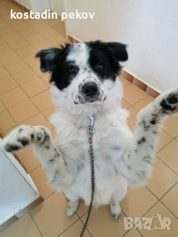 Подарявам куче, снимка 1