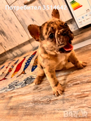 Френски булдог, снимка 4 - Френски булдог - 53420273