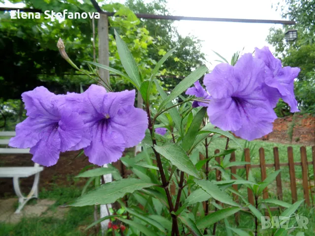 Руелия - лилава