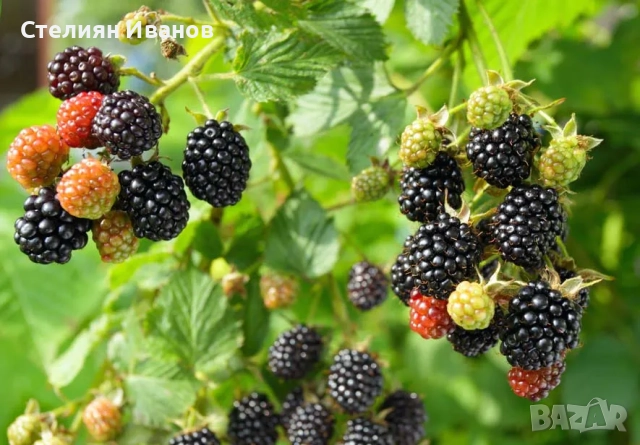 Къпина без бодли (Rubus fruticosus 'Thornfree'), снимка 2 - Градински цветя и растения - 52354317