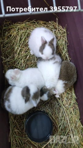 Мини зайци, снимка 3 - Декоративни зайчета - 53173120