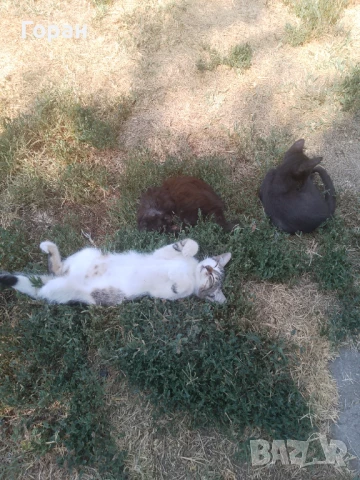 Подарявам малки котета , снимка 11 - Други - 50831081