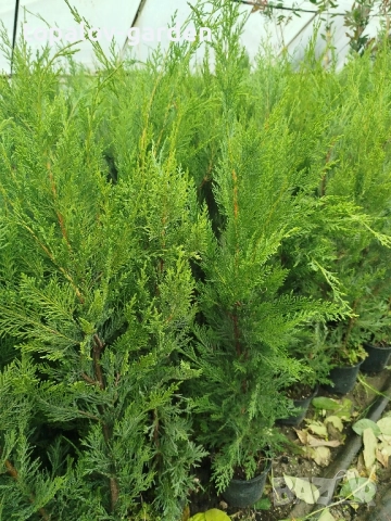 леиланди кипарис