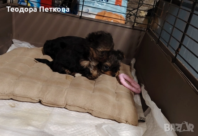 мини йоркширски териер , снимка 5 - Йоркширски териер - 52440882