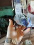 Социални бебета папагали многоцветно лори, снимка 5