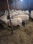продавам 11бр овце бракувани за клане , снимка 2