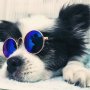 Слънчеви очила за котки и кучета , очила за куче котка, снимка 2