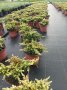 Хвойна Голдшатс, Juniperus Goldschats, студоустойчива!!, снимка 6