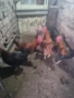 Продавам или разменям за ярки млади домашни петлета, снимка 16