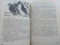 За младия Ловец и Риболовец - Б.Арнаудов,Г.Оцетов - 1975г., снимка 5