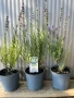 Лавандула на промо цена , снимка 2