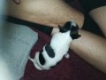 ПРОДАВАМ jack russell terrier 2305210838, снимка 15