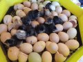 Разплодни яйца и пиленца от Легхорн, Легбар, Австралорп черен, син, Бял , снимка 6