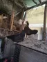 млади домашни петли , снимка 11